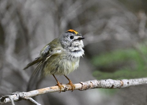 キクイタダキ♂2267