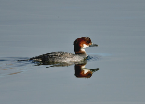 ミコアイサ♀9114