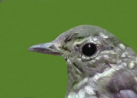 オオルリ♀5000