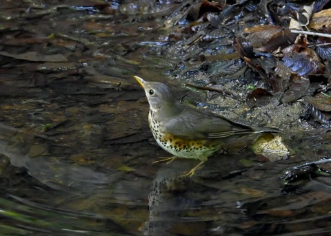 クロツグミ♀3970