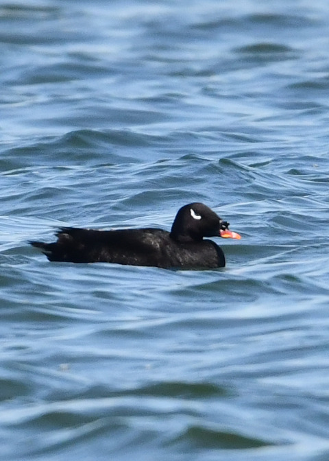 ビロードキンクロ♂0857