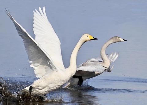 オオハクチョウ3200