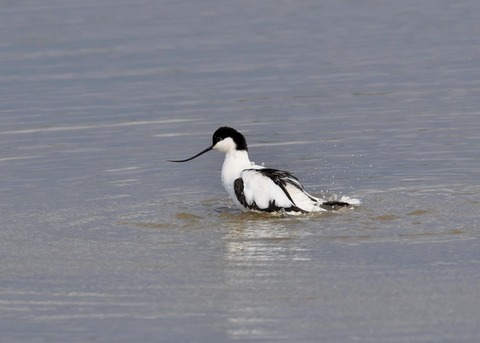 ソリハシセイタカシギ7035