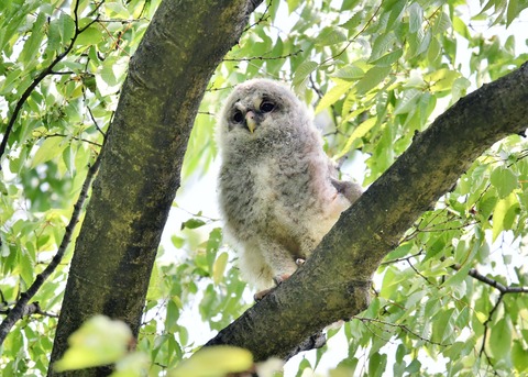 フクロウのヒナ②4152