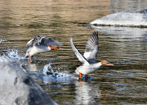 飛ぶ・カワアイサ♀4647