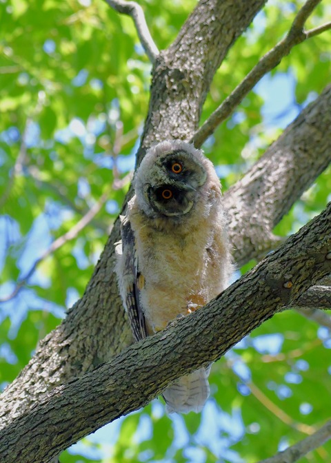 トラフズクのヒナ5989