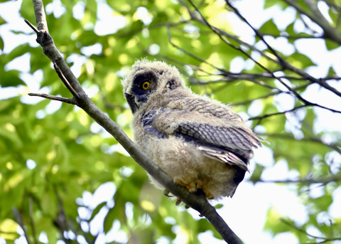 トラフズクのヒナ0749