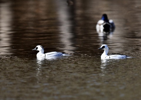 ミコアイサ♂7776