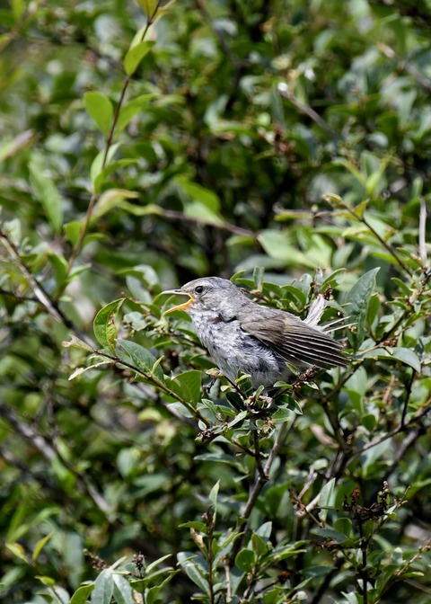 ウグイス幼鳥2595 - コピー