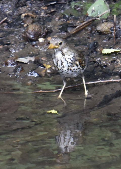 クロツグミ♀3247