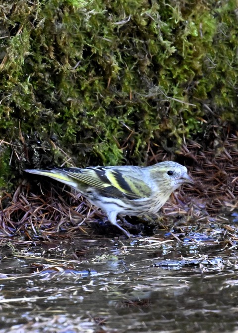 マヒワ♀7222