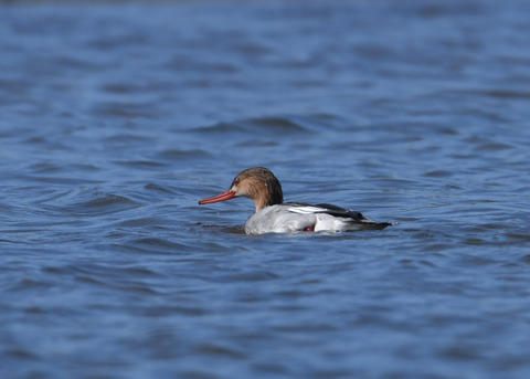 ウミアイサ♀2904
