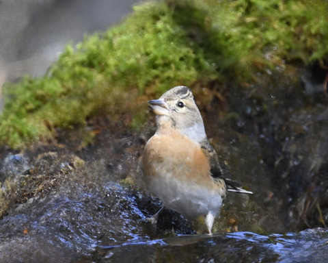 アトリ♀8257