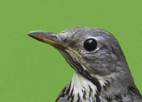 クロツグミ♀幼鳥5003