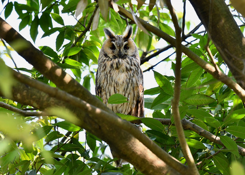 トラフズク♂2235