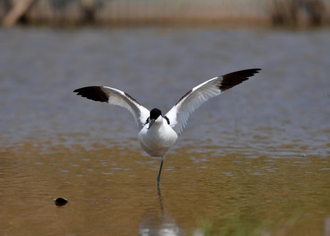 ソリハシセイタカシギ8299