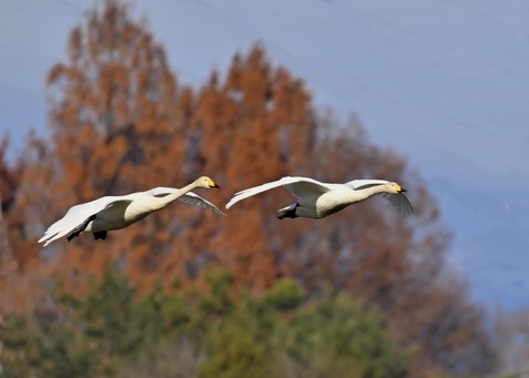 オオハクチョウ2181
