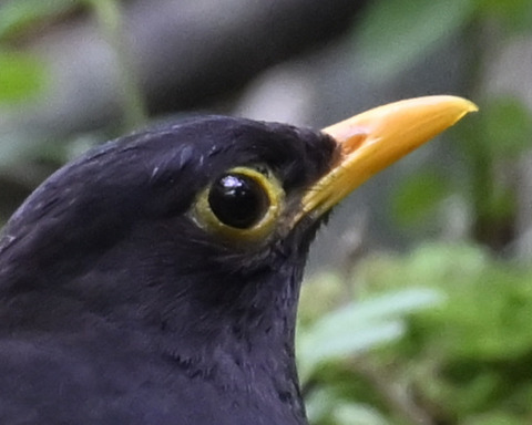 クロツグミ♂5002-1