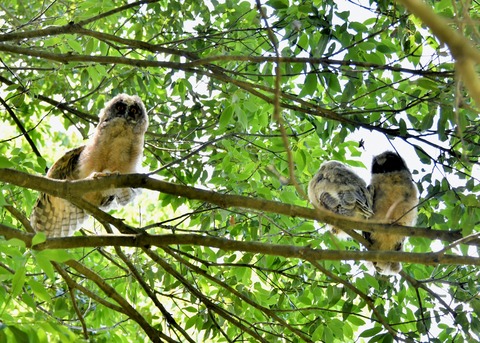 トラフズクのヒナ①②③5477