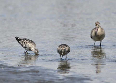 オバシギ若鳥1320