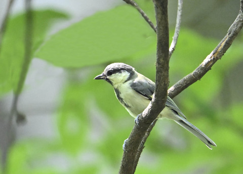 シジュウカラ幼鳥6680