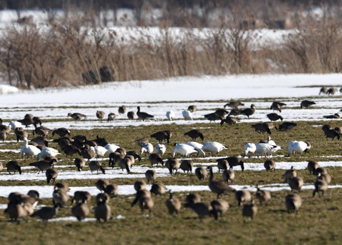ハクガン7982 - コピー