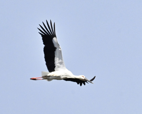 飛ぶコウノトリ8481