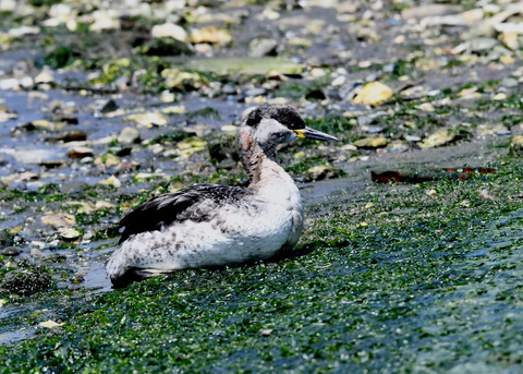 ｱｶｴﾘｶｲﾂﾌﾞﾘ7561