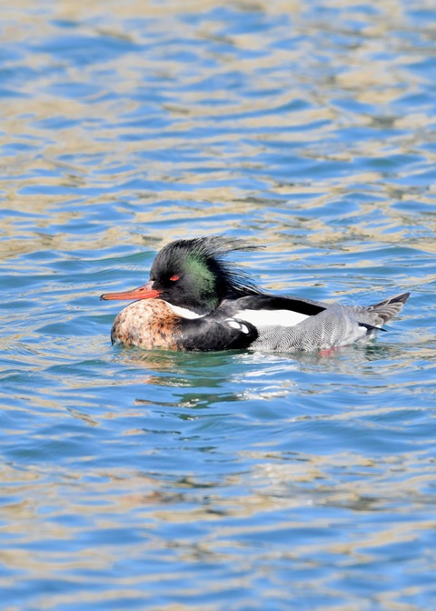 ウミアイサ♂2860