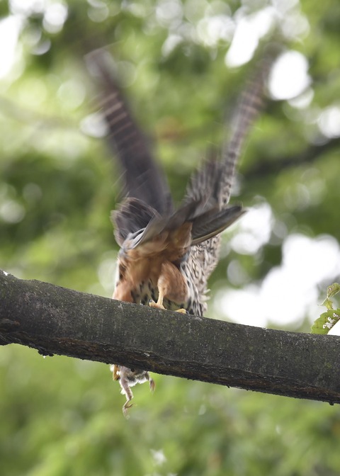 チゴハヤブサ3413