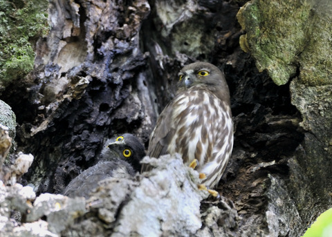 アオバズクのヒナ8222