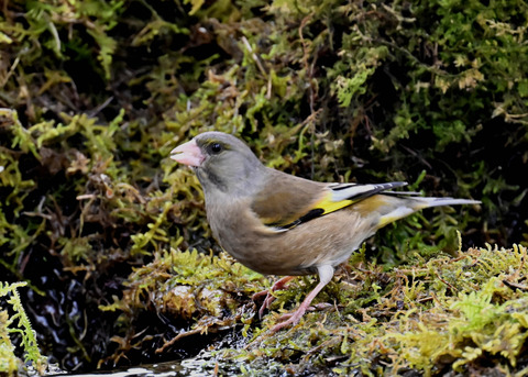 オオカワラヒワ7588