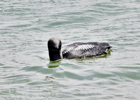 シロエリオオハム3098