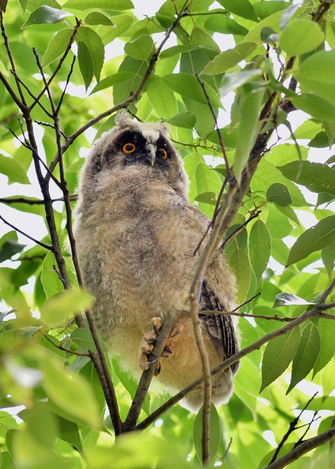 トラフズクのヒナ0569