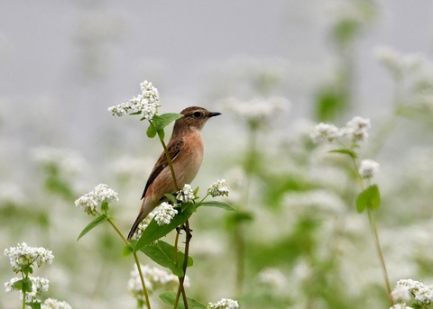 ノビタキ♀9066