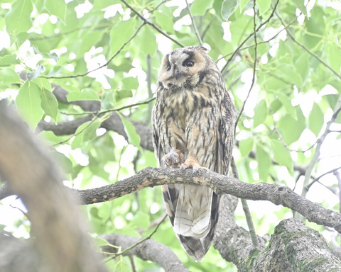 トラフズクの♀親4691