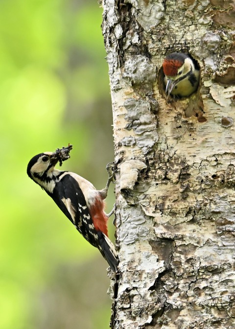 アカゲラ♀とヒナ5386