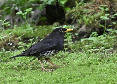 クロツグミ♂2686