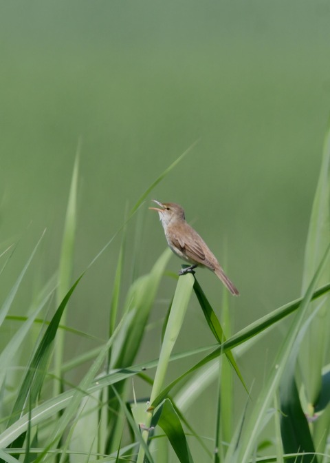 オオヨシキリ5943