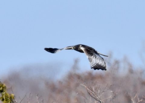 チュウヒ大陸型0097