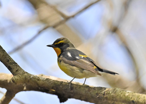 キビタキ♂第一回夏羽3368