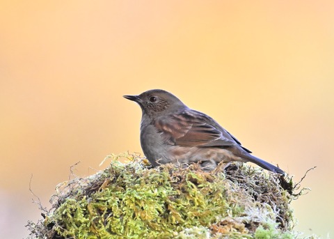 カヤククセリ6338