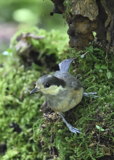 ヤマガラ幼鳥2529