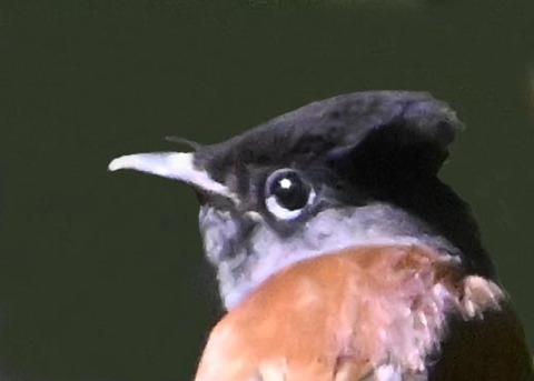 サンコウチョウ6000