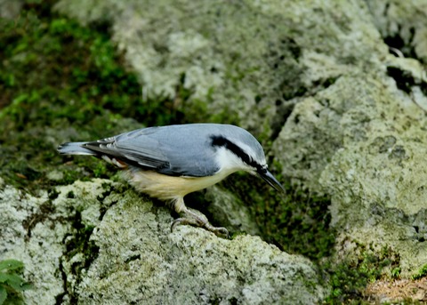 ゴジュウカラ0839