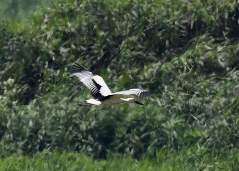 コウノトリ雛0358-01