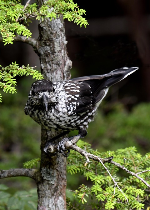 ホシガラス幼鳥3139