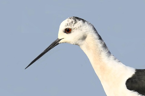 セイタカシギ♂2001