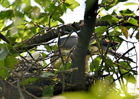 ツミ♀とヒナ8890
