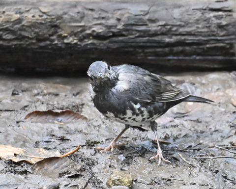 マミジロ♂幼鳥3704